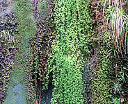 moss