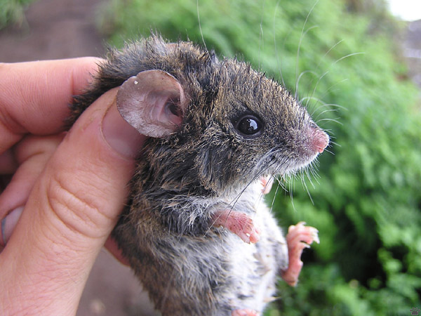 mouse