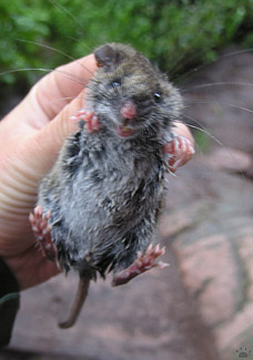 mouse