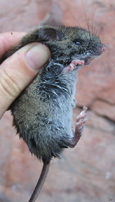 mouse