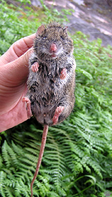 mouse