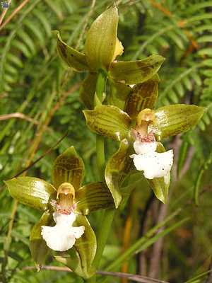 plant