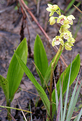 plant