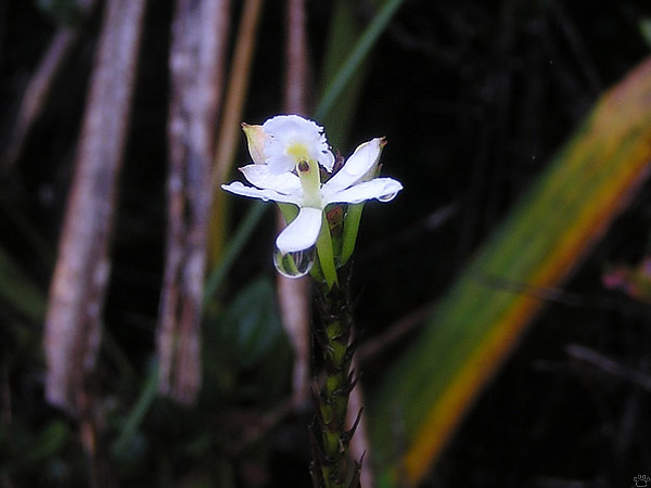 plant