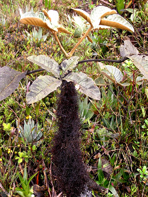 plant