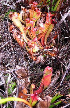 plant