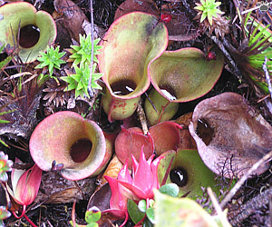 plant