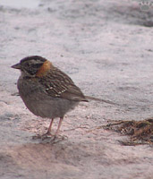bird