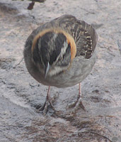 bird