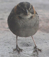 bird