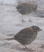 bird