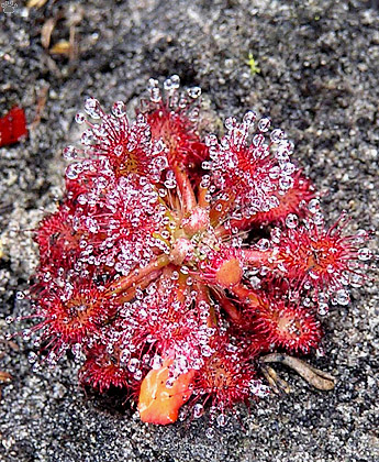 plant