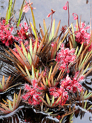 plant