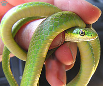 snake