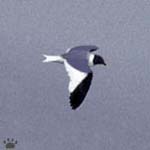 gull