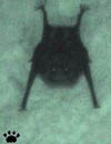 bat