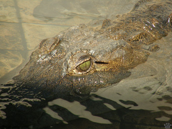 croc