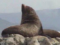 seal