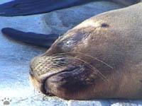 seal