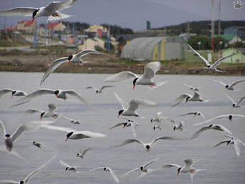 birds