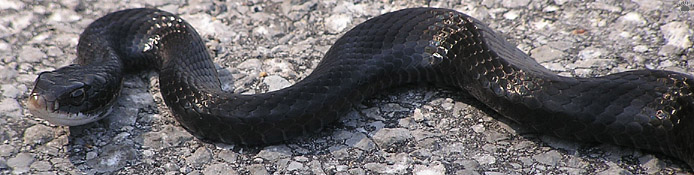 snake