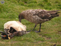 bird