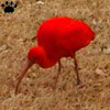 ibis