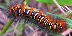 moth