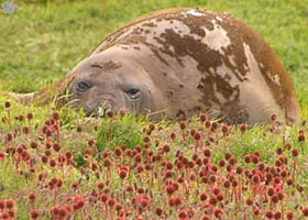 seal