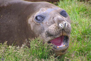 seal