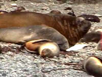 seal