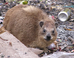 hyrax