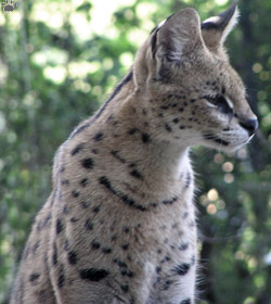 serval