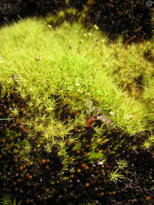 moss