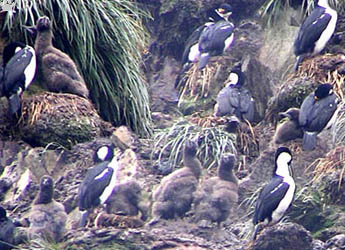 birds