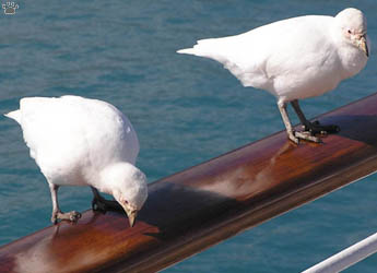bird
