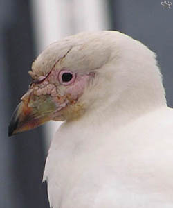 bird