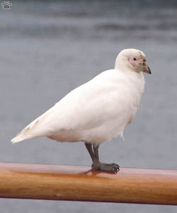 bird