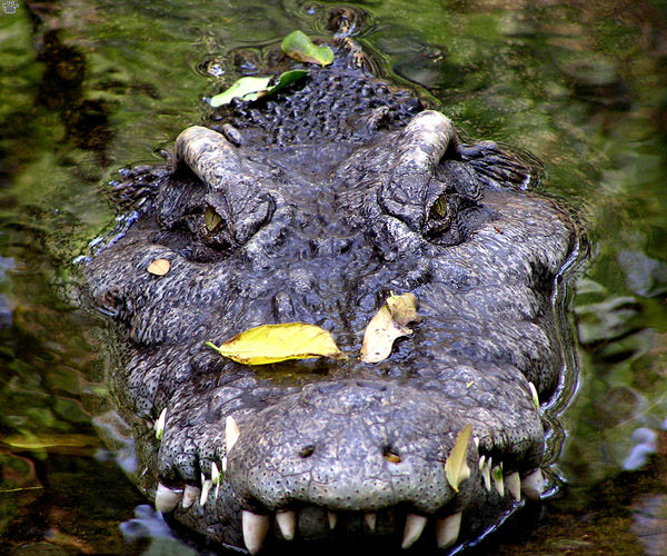 croc