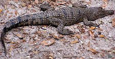 croc