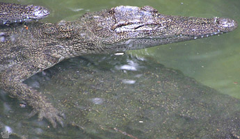 croc