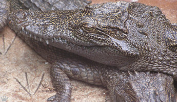 croc
