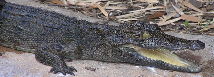 croc