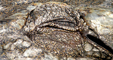 croc