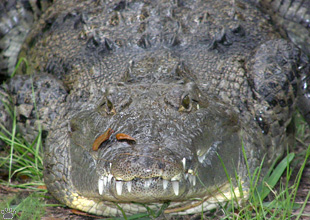 croc