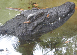 croc