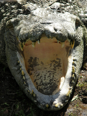 croc