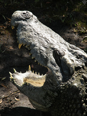 croc