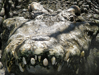 croc