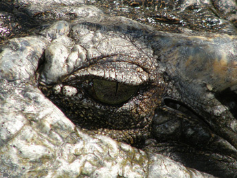 croc